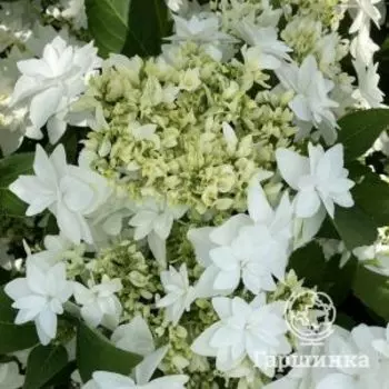 Гортензия Финия крупнолистная (макрофила)