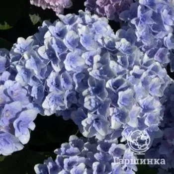 Гортензия Флорентина крупнолистная