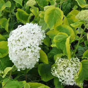 Гортензия Голден Анабель древовидная