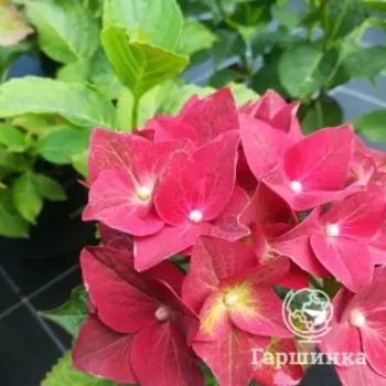 Гортензия Грин Шадоу крупнолистная (макрофила)