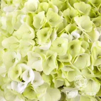 Гортензия Хай Хэйлстоун крупнолистная (макрофила)