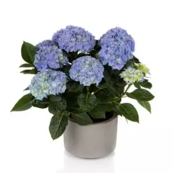 Гортензия Хай Хелло крупнолистная (макрофила)