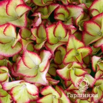 Гортензия Хай Мун крупнолистная (макрофила)