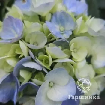 Гортензия Хай Ривер крупнолистная (макрофила)