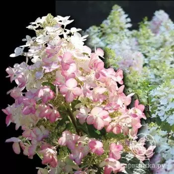 Гортензия Энджелс Блаш