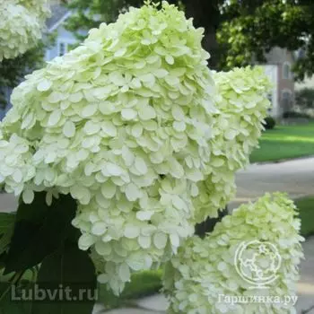 Гортензия Юник