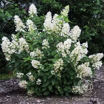 Гортензия Юник (Уникальный) метельчатая