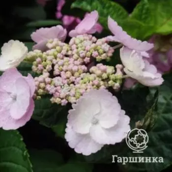 Гортензия Кампина крупнолистная (макрофила)