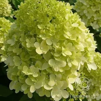 Гортензия Канделайт