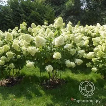 Гортензия Канделайт