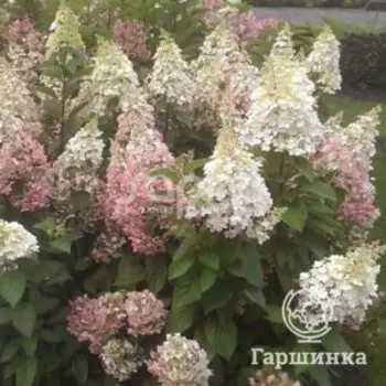 Гортензия Канделайт метельчатая