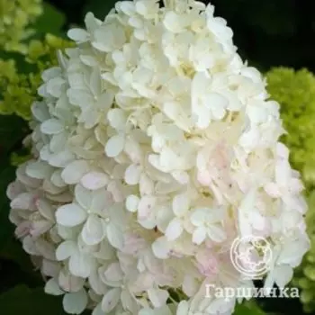 Гортензия Кэнди Лав метельчатая на штамбе