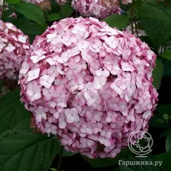 Гортензия Кандибелле Баблгам древовидная