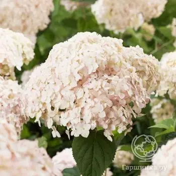 Гортензия Кандибелле Маршмеллоу