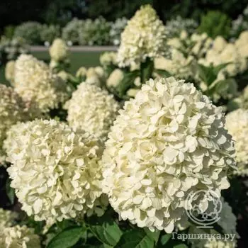 Гортензия Коттон крем