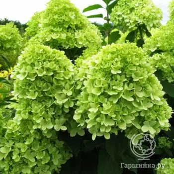 Гортензия Лаймлайт