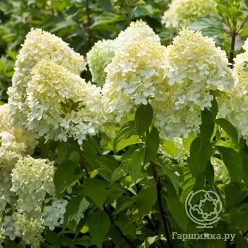 Гортензия Лаймлайт