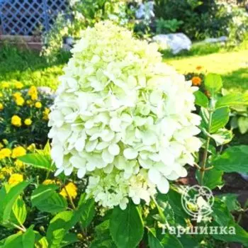 Гортензия Лаймлайт метельчатая
