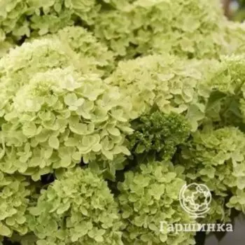 Гортензия Литл Эппл метельчатая