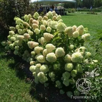 Гортензия Литтл Лайм