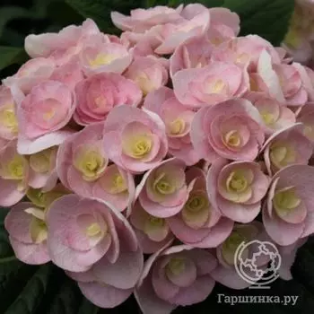 Гортензия Лав (Любовь) крупнолистная ремонтантная (серия Ты и Я)