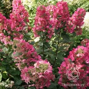 Гортензия Мэджикал Файер
