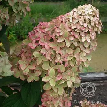 Гортензия Мэджикал Кэндл