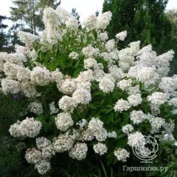 Гортензия Матильда метельчатая