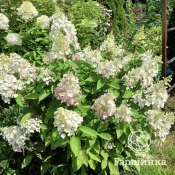 Гортензия метельчатая Пинки Винки