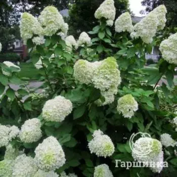 Гортензия метельчатая Селекшн
