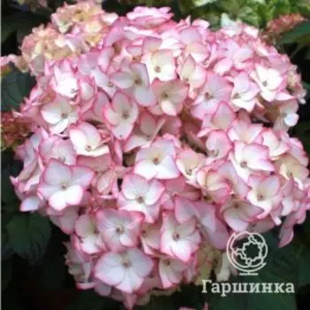 Гортензия Мирай крупнолистная (макрофила)