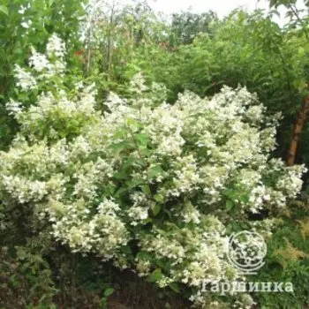 Гортензия Мустила метельчатая