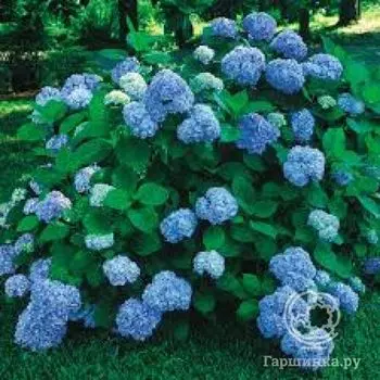 Гортензия Никко Блю крупнолистная (макрофила)