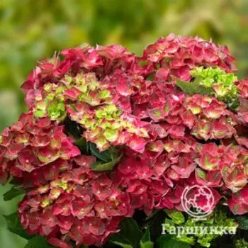 Гортензия Нинбо крупнолистная (макрофила)