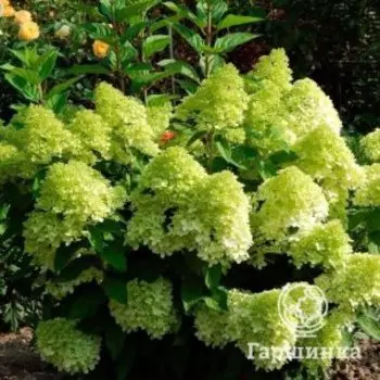 Гортензия Панателла метельчатая