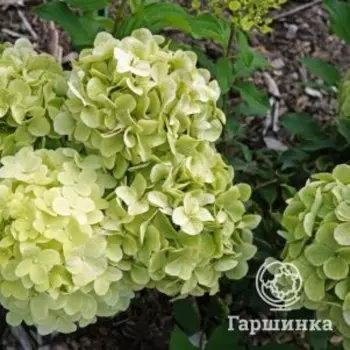 Гортензия Панчетта метельчатая