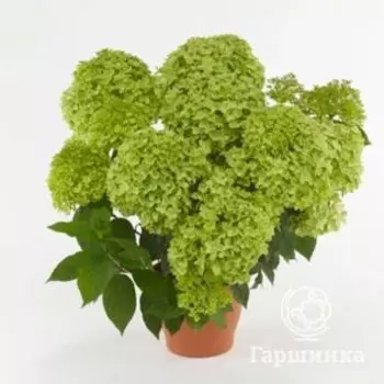 Гортензия Пансана метельчатая