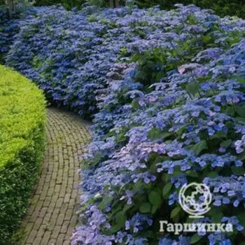 Гортензия пильчатая Вирл