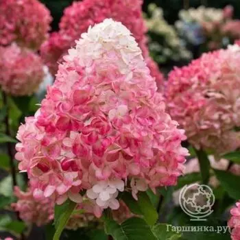 Гортензия Пинк энд Роуз