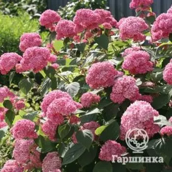 Гортензия Пинк Анабель древовидная