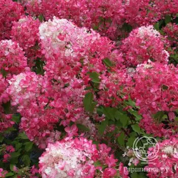 Гортензия Пинк Даймонд (Розовый бриллиант) метельчатая