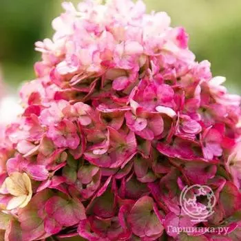 Гортензия Пинки Промис