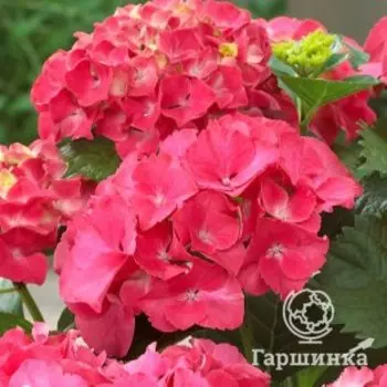 Гортензия Ред Сенсейшн крупнолистная (макрофила)