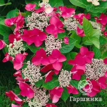 Гортензия Роткелхен крупнолистная