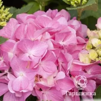 Гортензия Розита крупнолистная (макрофила)