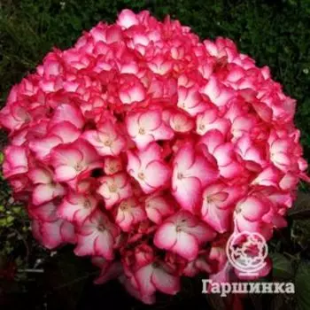 Гортензия Сабрина крупнолистная (макрофила)