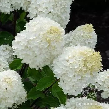 Гортензия Саммер Сноу