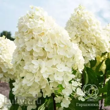 Гортензия Саммер Сноу