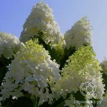 Гортензия Саммер Сноу (Летний снег) метельчатая