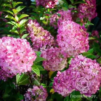 Гортензия Сандей Фрайз